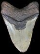 Bargain Megalodon Tooth - North Carolina #41157-2